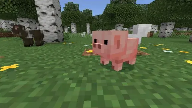 piggy